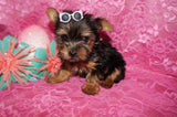 Penny **TEACUP**AKC Registered Yorkie Yorkshire Terrier Female Black And Gold Born 12-29-2024 Click Here For More Info