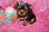 Penny **TEACUP**AKC Registered Yorkie Yorkshire Terrier Female Black And Gold Born 12-29-2024 Click Here For More Info