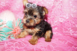 Penny **TEACUP**AKC Registered Yorkie Yorkshire Terrier Female Black And Gold Born 12-29-2024 Click Here For More Info