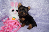 Queenie **TEACUP** AKC Registered Yorkie Yorkshire Terrier Female Black And Gold Born 12-29-2024 Click Here For More Info