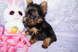 Queenie **TEACUP** AKC Registered Yorkie Yorkshire Terrier Female Black And Gold Born 12-29-2024 Click Here For More Info