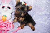 Queenie **TEACUP** AKC Registered Yorkie Yorkshire Terrier Female Black And Gold Born 12-29-2024 Click Here For More Info