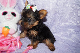 Queenie **TEACUP** AKC Registered Yorkie Yorkshire Terrier Female Black And Gold Born 12-29-2024 Click Here For More Info