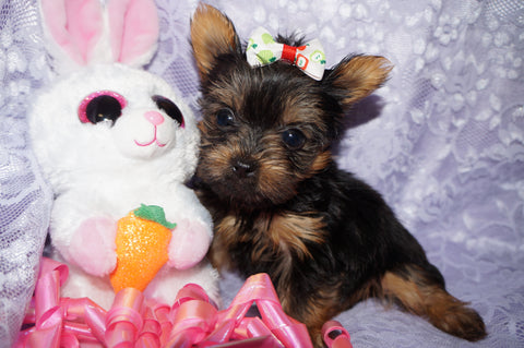 Queenie **TEACUP** AKC Registered Yorkie Yorkshire Terrier Female Black And Gold Born 12-29-2024 Click Here For More Info