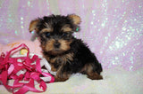 Lollipop **TEACUP** AKC Registered Yorkie Yorkshire Terrier Female Born 12-29-2024 Click Here For More Info