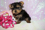 Lollipop **TEACUP** AKC Registered Yorkie Yorkshire Terrier Female Born 12-29-2024 Click Here For More Info