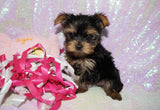 Lollipop **TEACUP** AKC Registered Yorkie Yorkshire Terrier Female Born 12-29-2024 Click Here For More Info