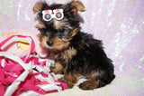 Lollipop **TEACUP** AKC Registered Yorkie Yorkshire Terrier Female Born 12-29-2024 Click Here For More Info