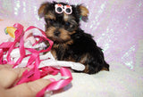 Lollipop **TEACUP** AKC Registered Yorkie Yorkshire Terrier Female Born 12-29-2024 Click Here For More Info