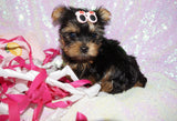 Lollipop **TEACUP** AKC Registered Yorkie Yorkshire Terrier Female Born 12-29-2024 Click Here For More Info