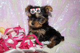 Lollipop **TEACUP** AKC Registered Yorkie Yorkshire Terrier Female Born 12-29-2024 Click Here For More Info