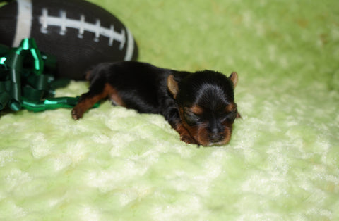 Jasper AKC Registered Yorkie Yorkshire Terrier Male Black And Gold Born 2-24=2025 Click Here For More Info