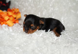 Ziggy AKC Registered Yorkie Yorkshire Terrier Male Black And Gold Born 2-24=2025 Click Here For More Info