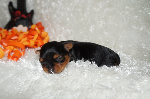 Ziggy AKC Registered Yorkie Yorkshire Terrier Male Black And Gold Born 2-24=2025 Click Here For More Info