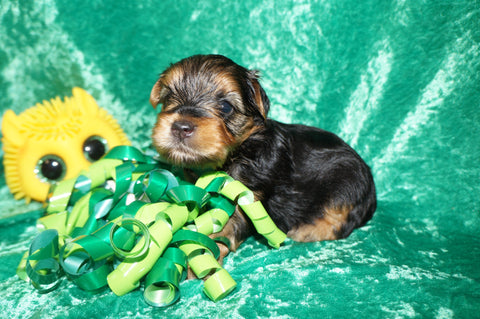 Elliot AKC Registered Yorkshire Terrier Yorkie Male Black And Gold Born 2-12-2025 Click Here For More Info