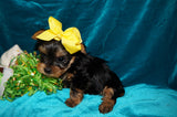 Keegan AKC Registered Yorkie Yorkshire Terrier Male Black And Gold Born 1-20-2025 Click Here For More Info