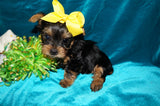 Keegan AKC Registered Yorkie Yorkshire Terrier Male Black And Gold Born 1-20-2025 Click Here For More Info