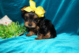 Keegan AKC Registered Yorkie Yorkshire Terrier Male Black And Gold Born 1-20-2025 Click Here For More Info