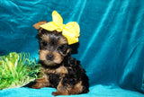 Keegan AKC Registered Yorkie Yorkshire Terrier Male Black And Gold Born 1-20-2025 Click Here For More Info