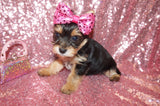 Yorkie Puppies