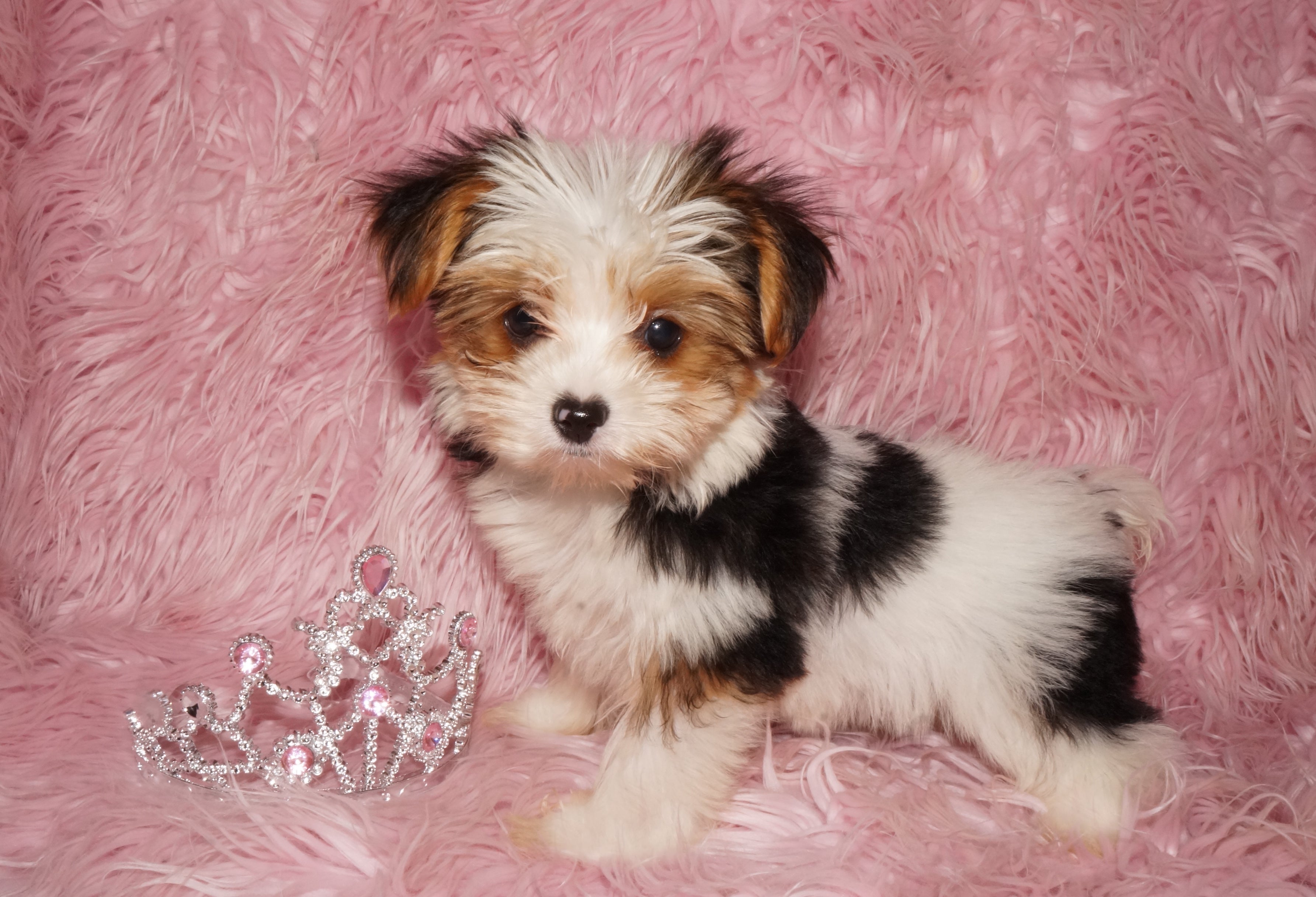 Pin by Vardit Sharon-Svirski on LV  Yorkshire terrier, Terrier puppies,  Yorkshire terrier puppies