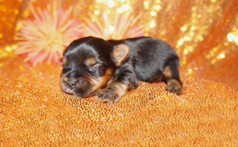 Bungee AKC Registered Yor Male Black And Gold Born 6-10-2024 Click Here For More Info