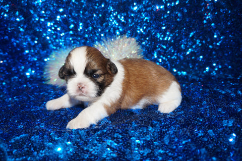 Louie AKC Registered Shih Tzu Male Gold And White Born 6-6-2024 Click Here For More Info