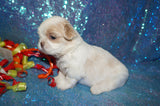 Lucas AKC Registered Shih Tzu Male White/Tan/Cream  Born 7-16-2024 Click Here For More Info