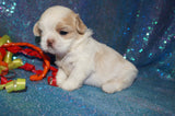 Lucas AKC Registered Shih Tzu Male White/Tan/Cream  Born 7-16-2024 Click Here For More Info