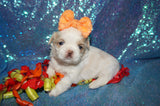 Lucas AKC Registered Shih Tzu Male White/Tan/Cream  Born 7-16-2024 Click Here For More Info