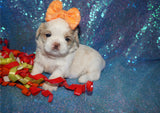 Lucas AKC Registered Shih Tzu Male White/Tan/Cream  Born 7-16-2024 Click Here For More Info