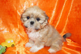 Cooper AKC Registered Shih Tzu Male Honey Gold Born 6-10-2024 Click Here For More Info