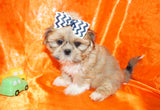 Cooper AKC Registered Shih Tzu Male Honey Gold Born 6-10-2024 Click Here For More Info