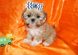 Cooper AKC Registered Shih Tzu Male Honey Gold Born 6-10-2024 Click Here For More Info