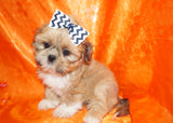 Cooper AKC Registered Shih Tzu Male Honey Gold Born 6-10-2024 Click Here For More Info