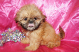 CoCo AKC Registered Shih Tzu Female Golden Born 6-6-2024 Click Here For More Info