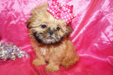 CoCo AKC Registered Shih Tzu Female Golden Born 6-6-2024 Click Here For More Info