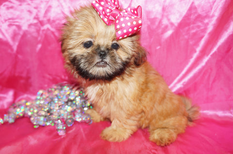 CoCo AKC Registered Shih Tzu Female Golden Born 6-6-2024 Click Here For More Info