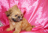 CoCo AKC Registered Shih Tzu Female Golden Born 6-6-2024 Click Here For More Info