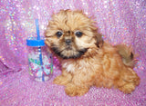 Tootsie AKC Registered Shih Tzu Female Golden Born 6-6-2024 Click Here For More Info