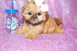 Tootsie AKC Registered Shih Tzu Female Golden Born 6-6-2024 Click Here For More Info