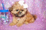 Tootsie AKC Registered Shih Tzu Female Golden Born 6-6-2024 Click Here For More Info