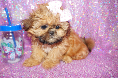 Tootsie AKC Registered Shih Tzu Female Golden Born 6-6-2024 Click Here For More Info