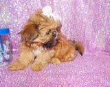 Tootsie AKC Registered Shih Tzu Female Golden Born 6-6-2024 Click Here For More Info