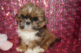 Honey AKC Registered Shih Tzu Female Gold Born 6-10-2024 Click Here For More Info