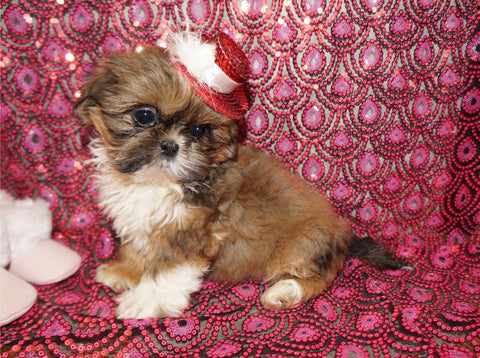 Honey AKC Registered Shih Tzu Female Gold Born 6-10-2024 Click Here For More Info