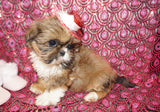 Honey AKC Registered Shih Tzu Female Gold Born 6-10-2024 Click Here For More Info