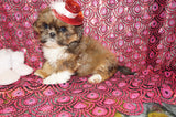 Honey AKC Registered Shih Tzu Female Gold Born 6-10-2024 Click Here For More Info