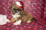 Honey AKC Registered Shih Tzu Female Gold Born 6-10-2024 Click Here For More Info