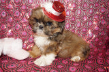 Honey AKC Registered Shih Tzu Female Gold Born 6-10-2024 Click Here For More Info